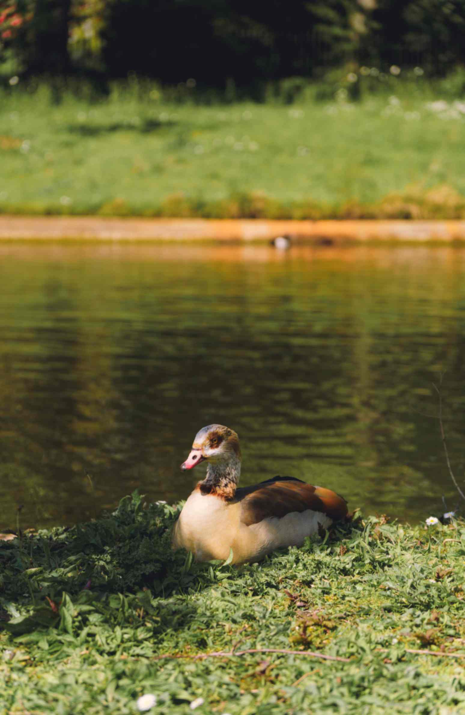 Egyptian Goose